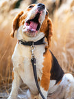 Leather Dog Leash